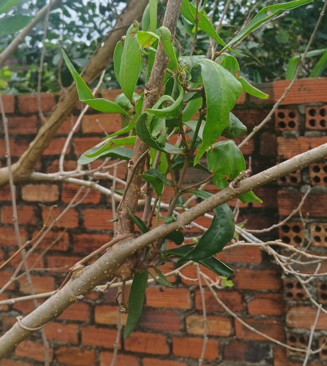 Giới Thiệu
