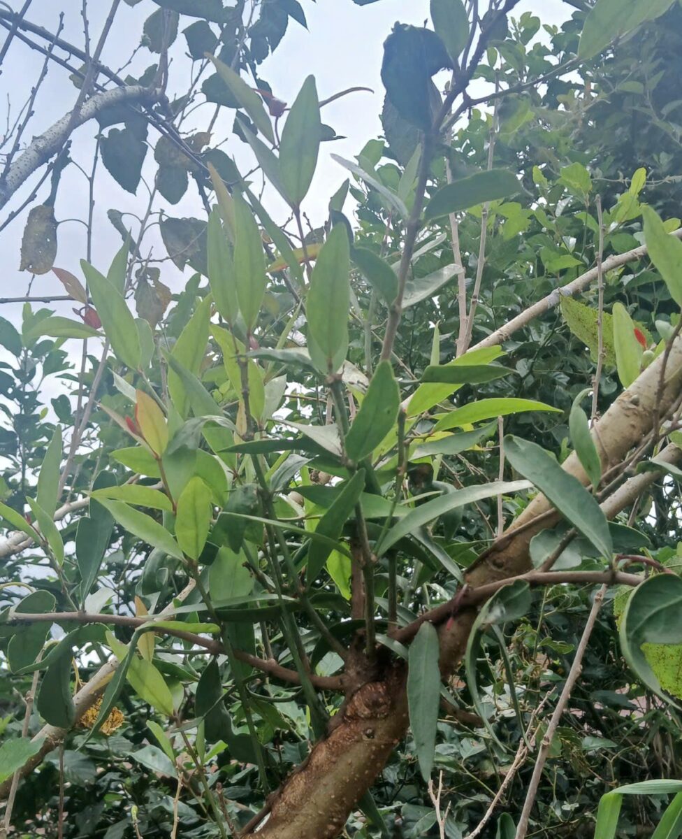 Giới Thiệu